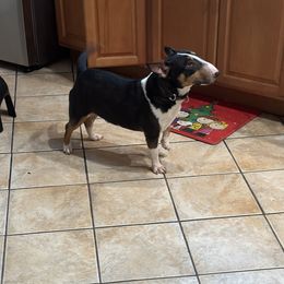 Miniature Bull Terriers from Ray's Mini Bull Terrier