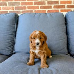 Butternut squash - Red female Bernedoodle puppy in Gilbert, Arizona from San Tan Doodles
