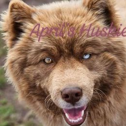 Geminiah - Siberian Husky