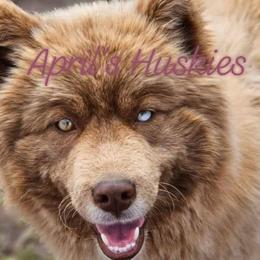 Geminiah - Siberian Husky