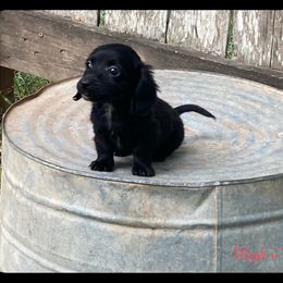 Dachshund and Pug Puppies from Wiggle'n V Ranch