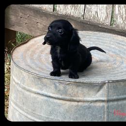 Dachshund and Pug Puppies from Wiggle'n V Ranch