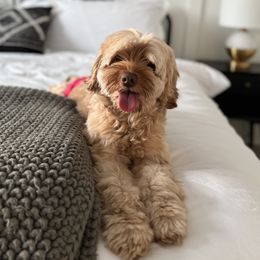 Tillie - Australian Labradoodle