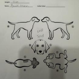 Buck moon - Liver and white male German Shorthaired Pointer puppy in San Antonio, Texas from Alvarado Farm Kennels, LLC