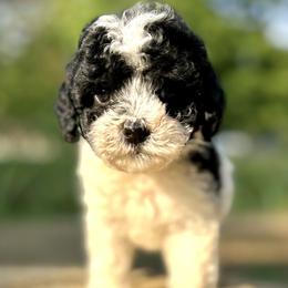 Cavapoo Puppies from Kelly Brooks
