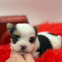 Kazen - Parti male Yorkshire Terrier puppy in Benton, Illinois from Furry Tailz Yorkies