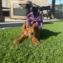 Moana - Red  female Goldendoodle puppy in Phoenix, Arizona from Amore Doodles & Poodles