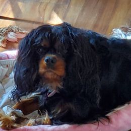 Tink - Cavalier King Charles Spaniel
