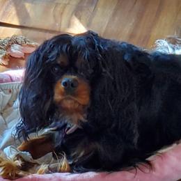 Tink - Cavalier King Charles Spaniel