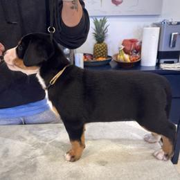 Boy 1 - male Greater Swiss Mountain Dog puppy in Pasadena, California from Park Place Swissys