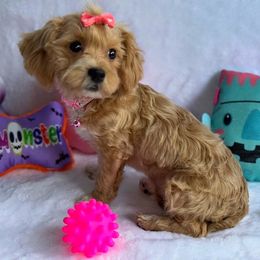 Bonnie - Champagne female Maltipoo puppy in Palm Coast, Florida from Fiesta Pups