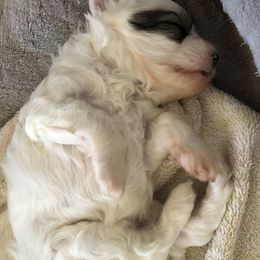 Chinese Crested Puppies from Ridgelake Ranch Chinese Cresteds