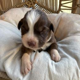 Mary-Ann - Red tri-color female Australian Shepherd puppy in Grants Pass, Oregon from Carmel Mountain Aussies
