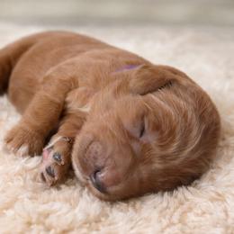 Goldendoodle Puppies from Hawkins Heritage Goldendoodles