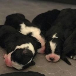 Assorted Doodle Crosses and Bernedoodles from Bernadoodles of long Island
