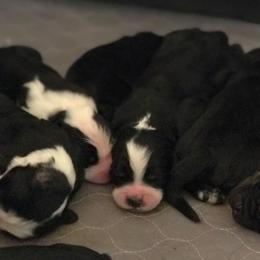 Assorted Doodle Crosses and Bernedoodles from Bernadoodles of long Island