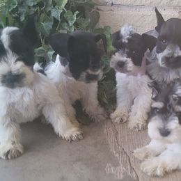 Miniature Schnauzers from Betty's Babies