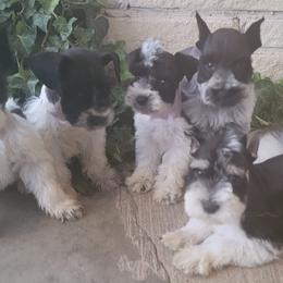 Miniature Schnauzers from Betty's Babies
