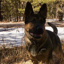 German Shepherds from Forest Home Shepherds