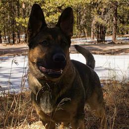 German Shepherds from Forest Home Shepherds