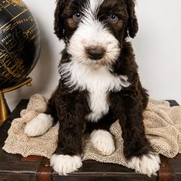 Aussiedoodle Puppies from The Cuddly Dood Ranch
