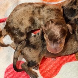Mickey - Dapple male Dachshund puppy in Aragon, Georgia from Daschunds Unlimited