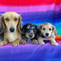 Dachshunds from Lunas Dashing Doxies