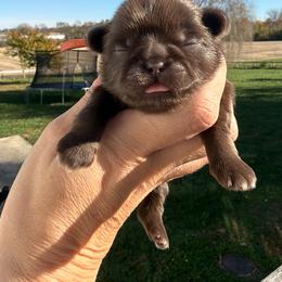 Barrel - Liver male Shih Tzu puppy in Connersville, Indiana from Sugar and Spice Shihtzus