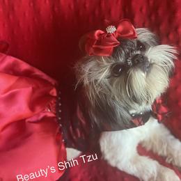 Jasmine/ Jazzy - Shih Tzu