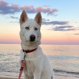 Siberian Husky All Grown Up from Howlin’ Husky Farms