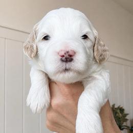 Birch - Parti male Goldendoodle puppy in Gilbert, Arizona from Doodle Bliss