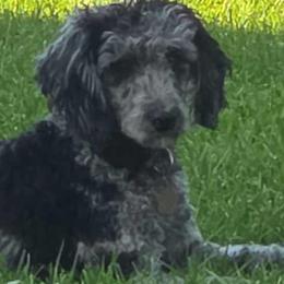 Ava - Aussiedoodle