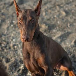 Doberman Pinscher Puppies from Kiziah Dobermans