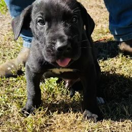 Great Dane Puppies from Florida Danes
