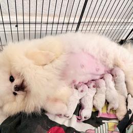 Pomeranian puppies from PupsByNikki