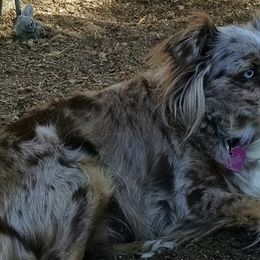 Miniature Australian Shepherds and Toy Australian Shepherds from Lorislilsussies