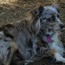 Miniature Australian Shepherds and Toy Australian Shepherds from Lorislilsussies