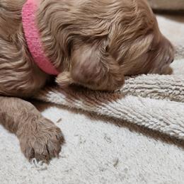 Pink collar (Daisy) - Apricot female Poodle puppy in Stephentown, New York from Creme de la Poodle, standard poodles