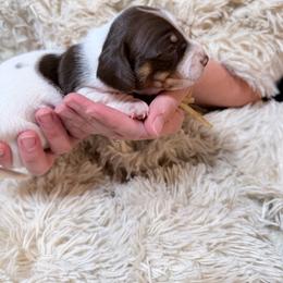 Blueberry Pie grey collar - Piebald male Dachshund puppy in Bremen, Georgia from Jones Royal Kennels / Jones Miniature Dachshunds