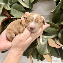 Nova - Apricot female Goldendoodle puppy in Mesa, Arizona from Twinkle MiniDoodles