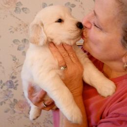 Australian Shepherds and Golden Retrievers from Masterful Dog Training