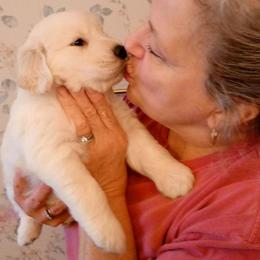Australian Shepherds and Golden Retrievers from Masterful Dog Training