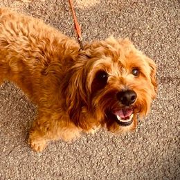 Mason - Cavapoo