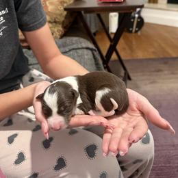Red and wht boy 2 - White and red male Border Collie puppy in Jackson, New Jersey from NJ Bees BC