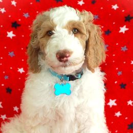 Light Blue Collar Boy (Skylar) - Parti Poodle puppy in Sugar Hill, Georgia from Secret Cove Standard Parti Poodles