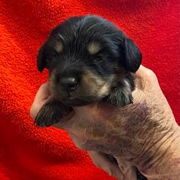 Pepe - Black and tan male Dachshund puppy in Elizabethtown, Kentucky from Teeny Tiny Puppy Tails