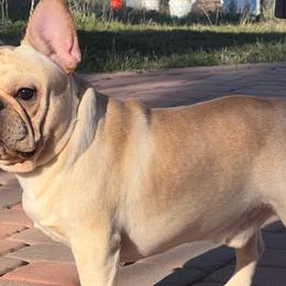 French Bulldogs from Charla's French Bulldogs