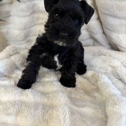 Mia - Black female Miniature Schnauzer puppy in Maynard, Minnesota from Linda Maus