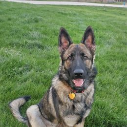 German Shepherds from Rashaus German Shepherds