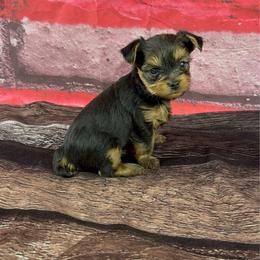 Cocos girl 1 - Blue and gold female Yorkshire Terrier puppy in New Hampton, Iowa from JMAK Dreams